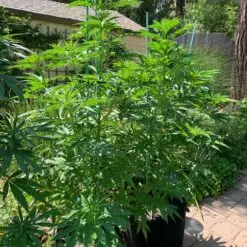 Large outdoor weed plants in a pot for pot grow box pot kit