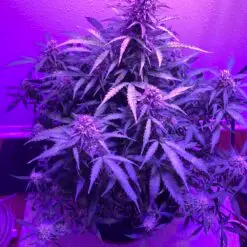 Customer photo of a cannabis plant growing in a bedroom corner under an LED grow light using a Pot for Pot 5 gallon kit.