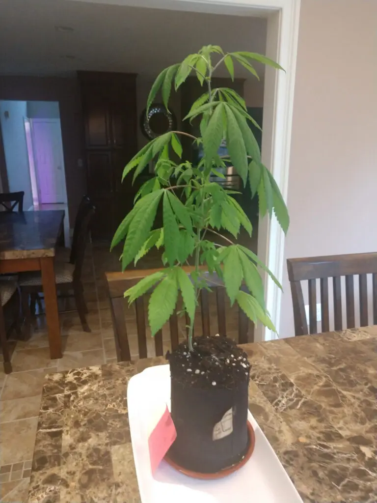 Customer cannabis grow: young plant on the dining table