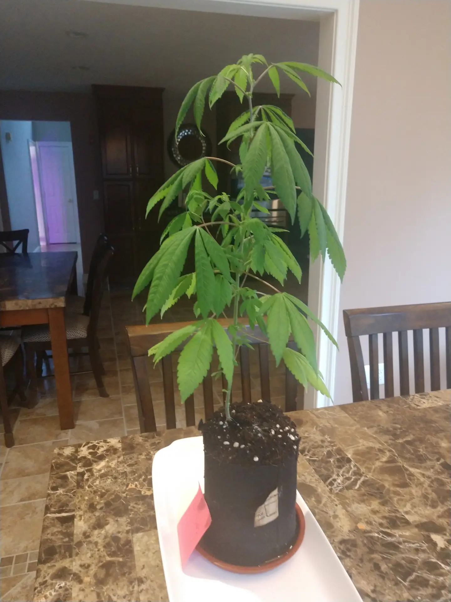desktop weed grow in a pot for pot