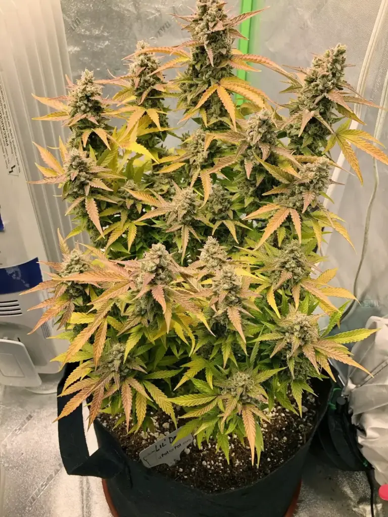 Customer cannabis grow: fall-color buds in a tent