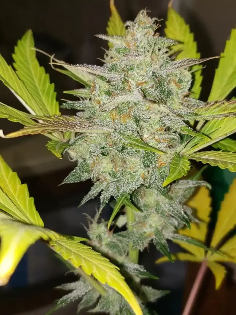 Customer cannabis grow: frosty bud close-up