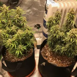 Two 5 gallon a Pot for Pot cannabis plants growing inside an indoor grow tent under LED lights during winter.