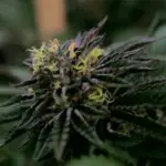 Zkittlez seeds with 20-25% THC content