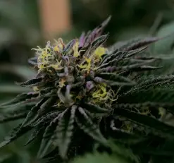 Zkittlez seeds with 20-25% THC content