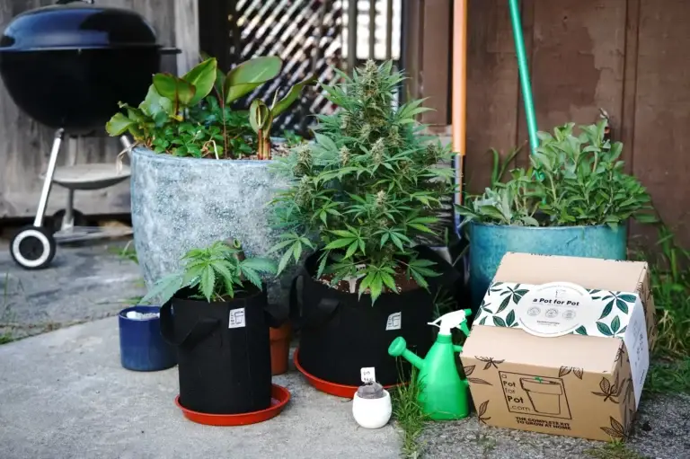 cannabis plant growing