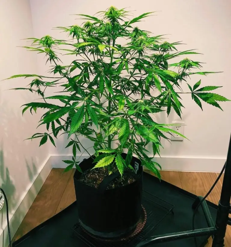 Customer cannabis grow: living-room plant on a mat