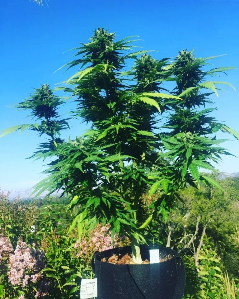 Customer cannabis grow: tall plant against a blue sky