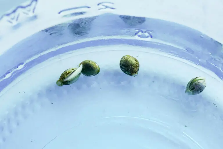 marijuana seeds