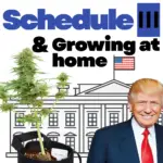 Schedule 3 and growing cannabis at home