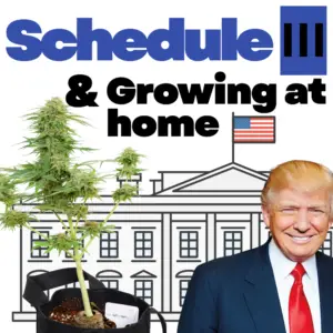 Schedule 3 and growing cannabis at home