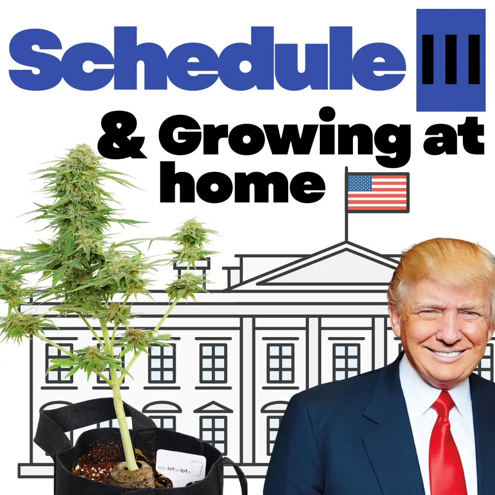 Schedule 3 and growing cannabis at home