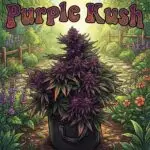 Purple Kush Strain Card