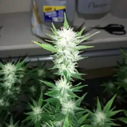 Green Crack