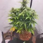 Sour diesel autoflowering strain