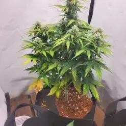 Sour diesel autoflowering strain