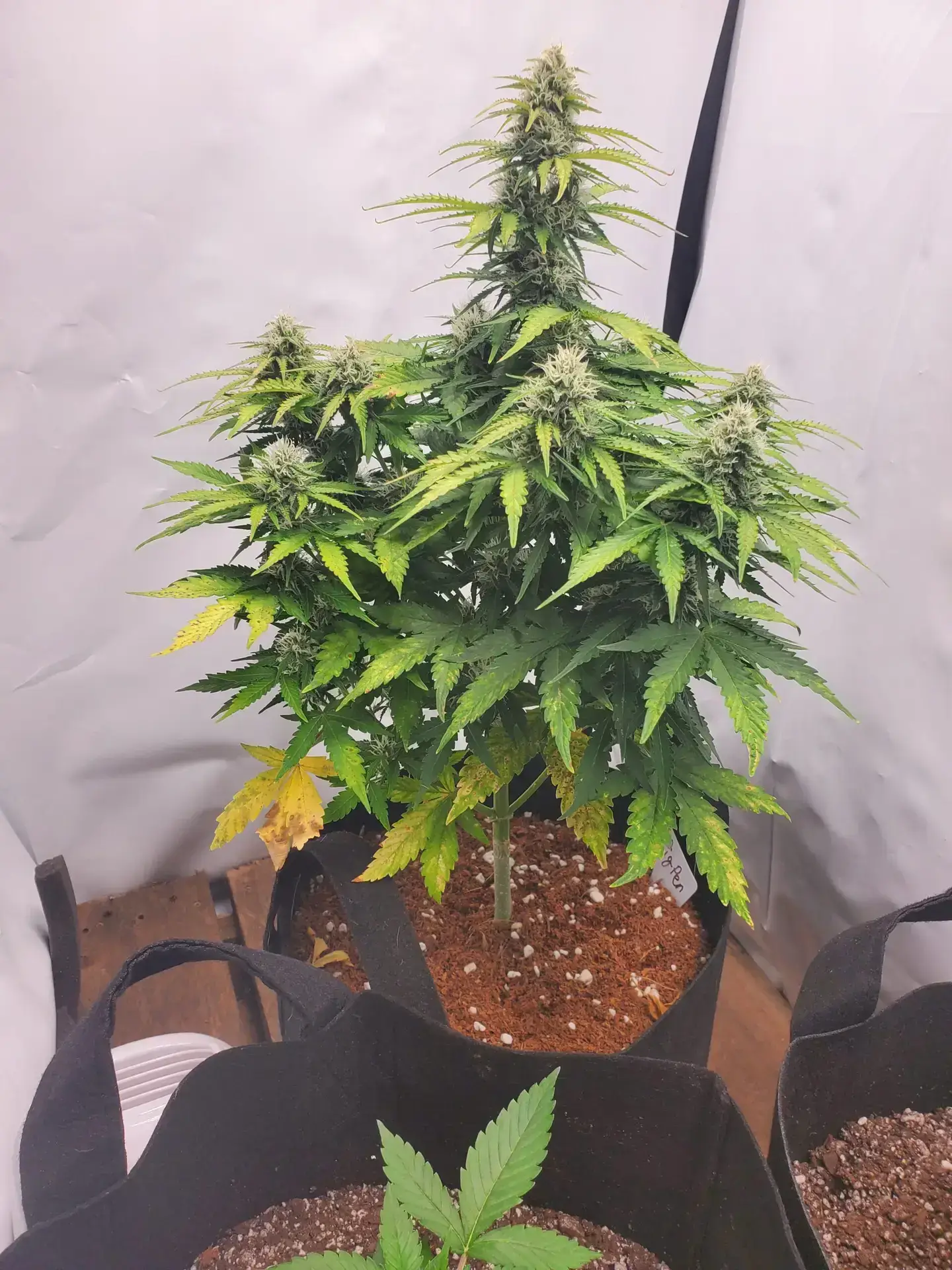 Sour diesel autoflowering strain