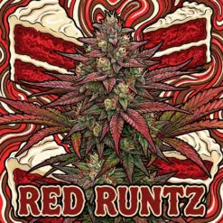 Runt Runtz Strain Seed Card
