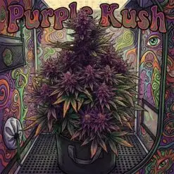 Purple Kush Strain Card