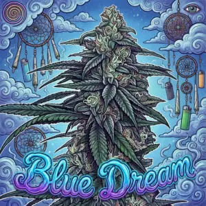 Blue Dream - Photoperiod Strain