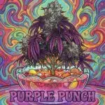 Purple Punch Seeds