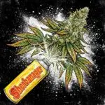 Sherbanager early harvesting strain