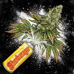 Sherbanager early harvesting strain