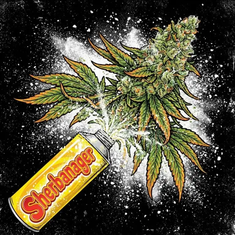 Sherbanager feminized cannabis seeds