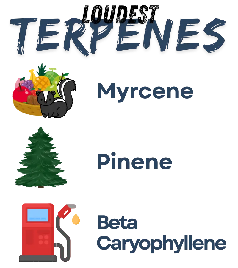 The Apples and Bananas strain lives up to its name with a complex, mouth-watering aroma that blends crisp orchard fruit with a spicy, gassy kick. This unique profile is the result of a massive genetic cross—(Platinum Cookies x Granddaddy Purple x Blue Power) x Gelato—creating a terpene cocktail that smells like a fruit salad left in a mechanic's garage.