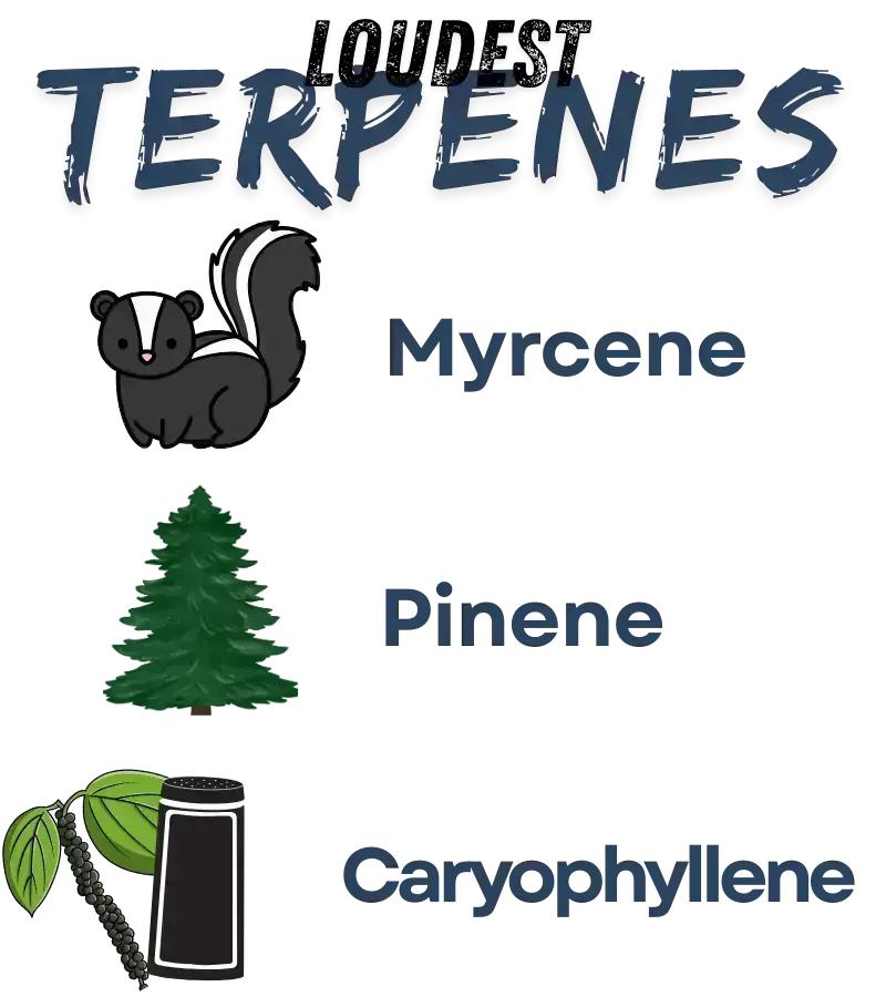 Blue Dream Seed terpene card