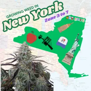 "Graphic featuring a flowering cannabis plant next to a map of New York State with the text overlay 'Growing Weed In New York,' illustrating legal home cultivation guides for NY residents."