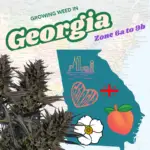 USDA Plant Hardiness Zone map of Georgia showing zones 7b, 8a, and 8b for growing cannabis, featuring a marijuana plant icon and Growing Weed In Georgia text.