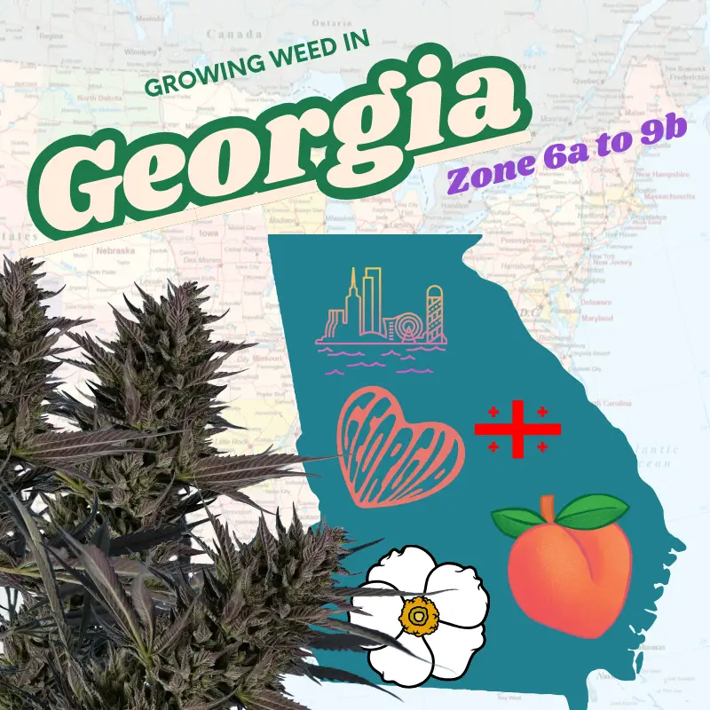 USDA Plant Hardiness Zone map of Georgia showing zones 7b, 8a, and 8b for growing cannabis, featuring a marijuana plant icon and Growing Weed In Georgia text.