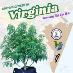 A graphic featuring a cannabis plant alongside a Virginia state map highlighting USDA hardiness zones 7a-8a, with text overlay reading "Guide Growing Weed In Virginia" for home cultivators.