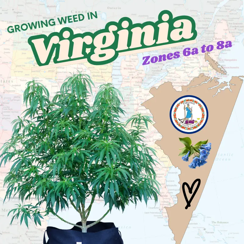 A graphic featuring a cannabis plant alongside a Virginia state map highlighting USDA hardiness zones 7a-8a, with text overlay reading "Guide Growing Weed In Virginia" for home cultivators.