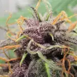 Purple Punch strain