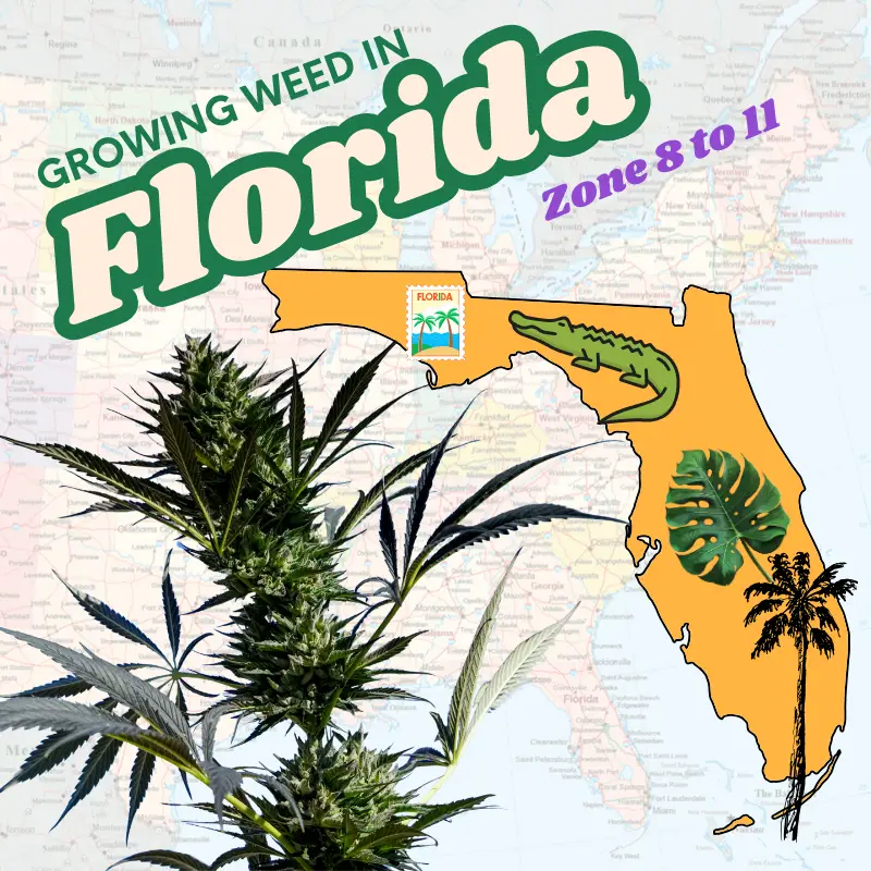 Graphic featuring a vibrant cannabis plant growing next to a palm tree and a map of Florida, with the text overlay 'Growing Weed In Florida,' highlighting the tropical climate and 2026 medical cultivation proposals.