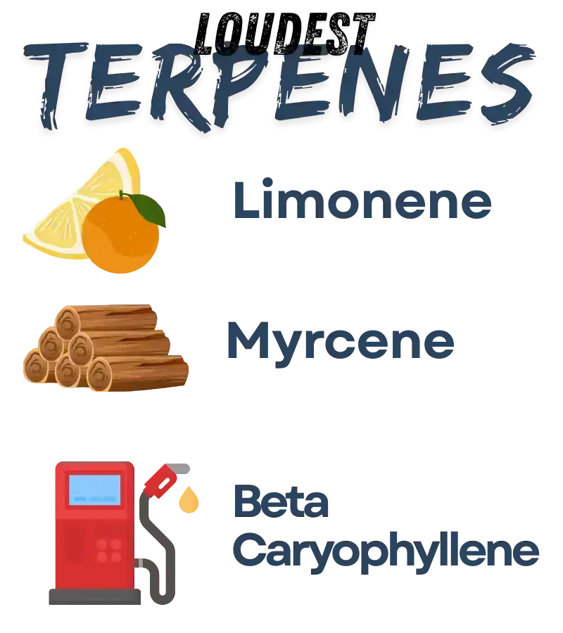 Red velvet runts terps