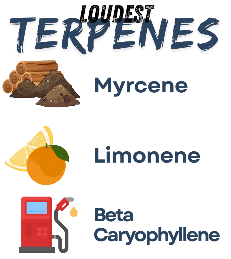 The distinct "open the jar and clear the room" aroma of Grape Cookie Gas comes from a heavy-hitting terpene trifecta. This strain combines the sweet fruitiness of Grape Pie with the sharp, chemical funk of OG Kush and GSC, creating a profile that is equal parts dessert and diesel.
