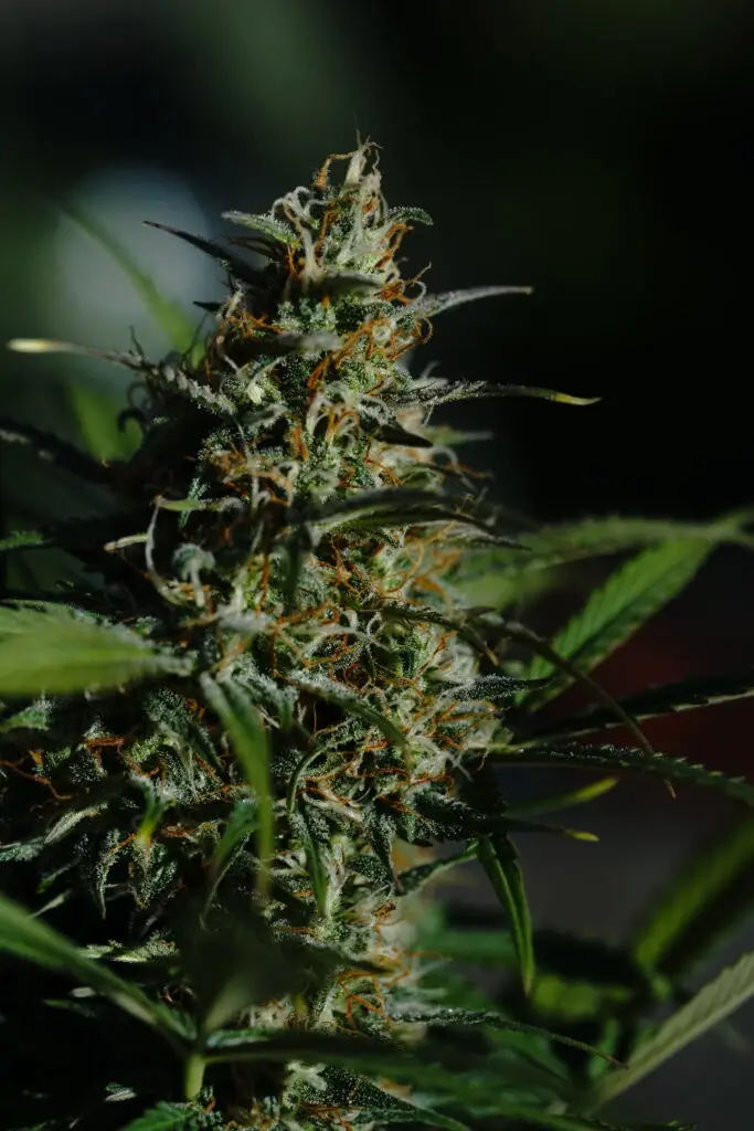 Close-up of a resinous cannabis bud growing outdoors in the Arizona desert sun