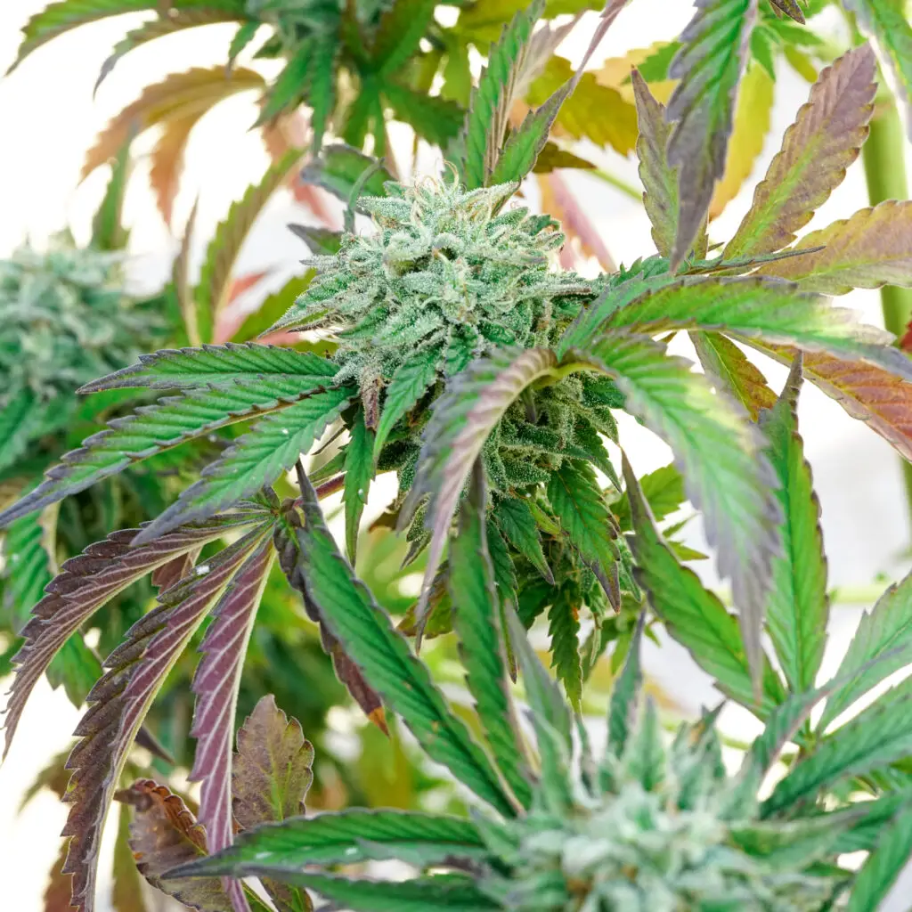 Close-up of a mold-resistant cannabis bud flowering outdoors in Massachusetts, showing purple hues from the cooling New England autumn temperatures.