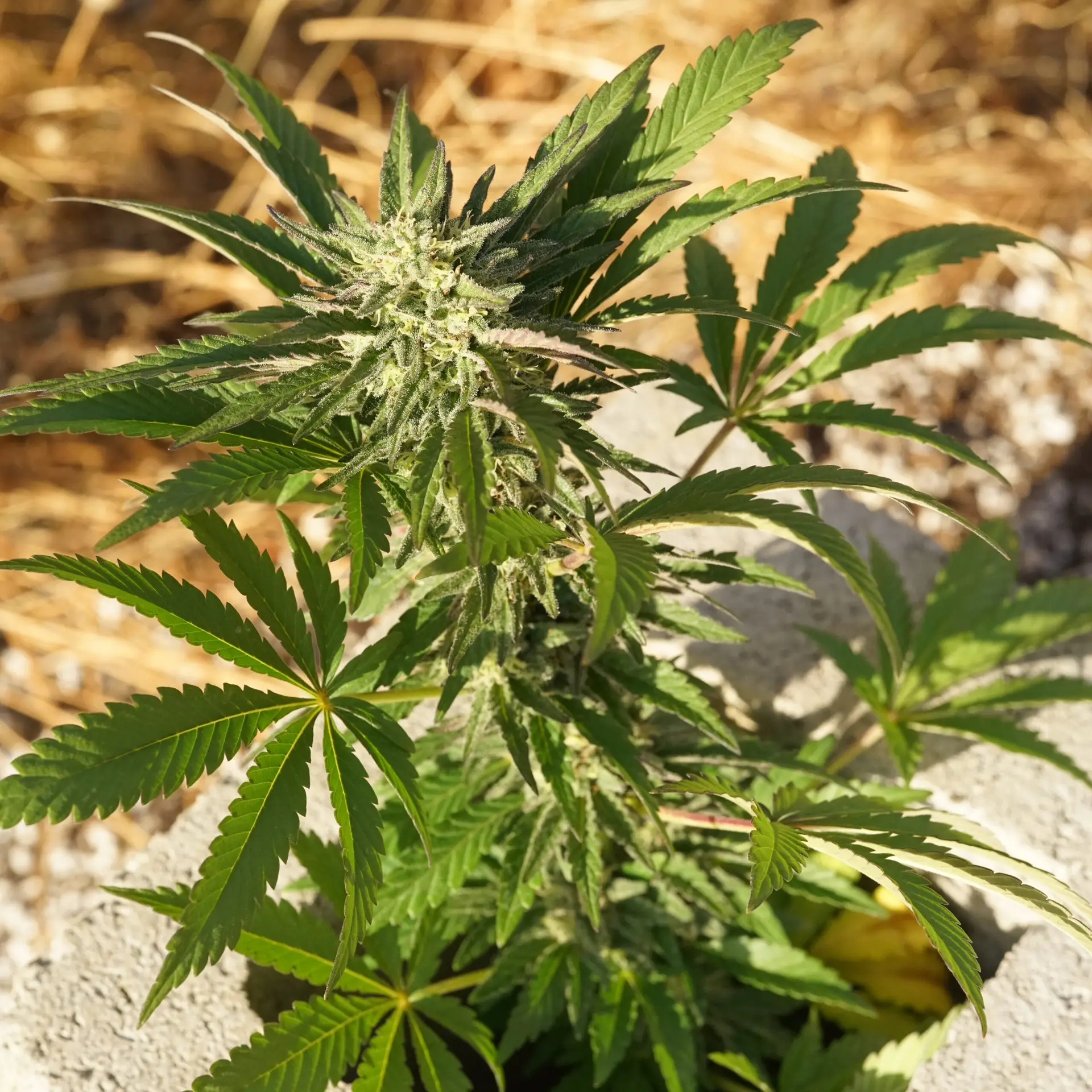 Biscotti cannabis seeds USA/UK