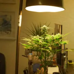 Orange Papaya grow