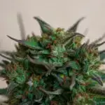 Purple Tropicana Cookies seeds