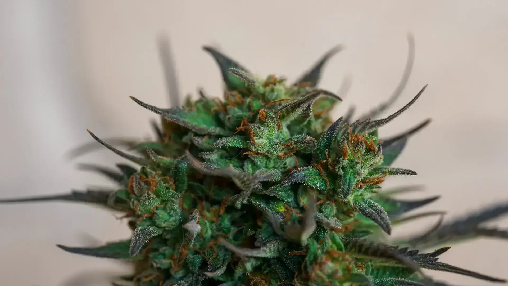 Purple Tropicana Cookies seeds