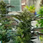 Permanent Marker seeds