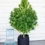 ice cream cake plant picture