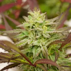 Red Runtz strain