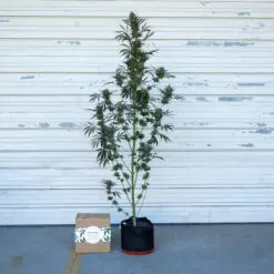 fast flowering photoperiod in a 5 gallon pot
