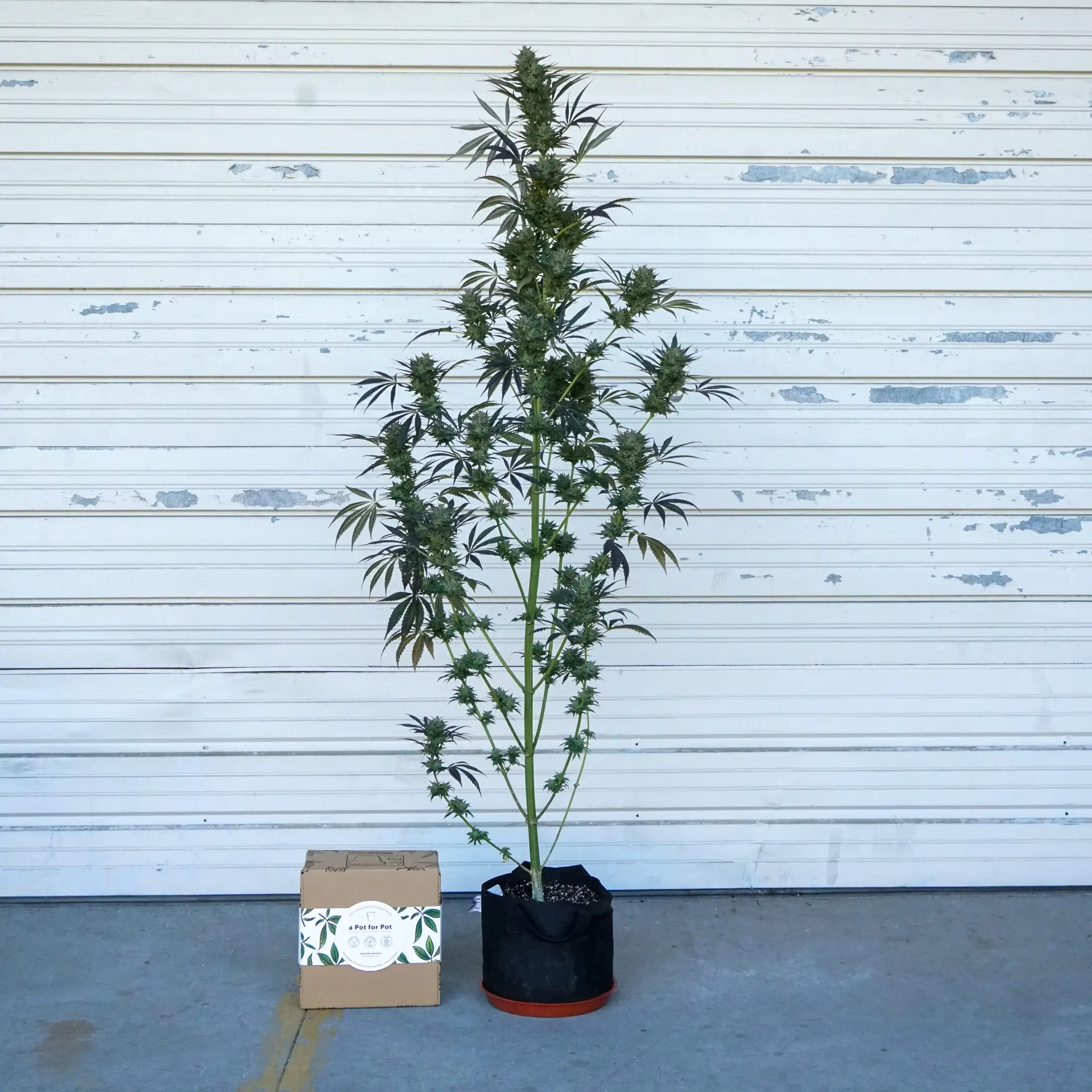 fast flowering photoperiod in a 5 gallon pot